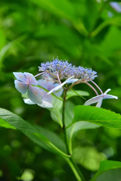 DSC_3370 (Large).JPG